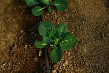 Green vegetable plantation on the ground