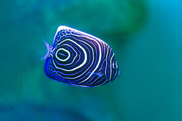 Fish Imperial angel (pomacanth). Emperor angelfish (Pomacanthus imperator)