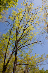 Tree Limbs against the sky