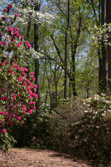 Colorful flowers outdoors