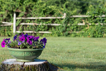 Scenic view of petunia filled planter on a tree stump in front of a rustic post and beam fence. Summer lifestyle concept.