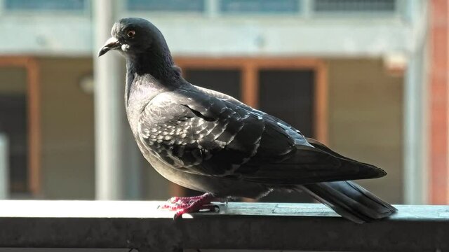 Close up of one Italian common domestic pigeon resting on a window with a blurred urban background in an Italian city. Columba livia domestica species.