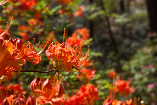 Orange Azelia in the sunshine