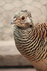 Close up of a golden pheasant female bird, Chrysolophus pictus