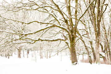 Oak trees covered with snow after a storm in Bush's Pasture Park, Salem, Oregon.