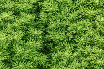 Cannabis Plants in Government Approved Grow Op