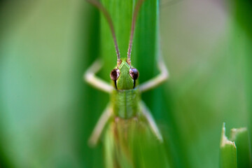 green grasshopper on a leaf