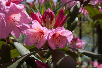 Colorful flowers blooming in the sunshine
