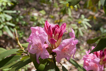 Colorful flowers blooming in the sunshine