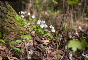Oxalis in the forest