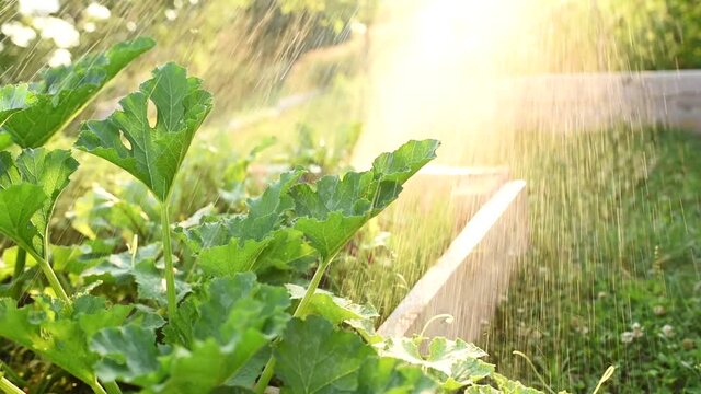 Watering vegetable garden