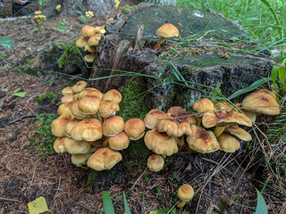 Mushrooms growing up next to old trunk