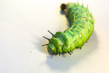 A large green caterpillar crawls on a white ground.