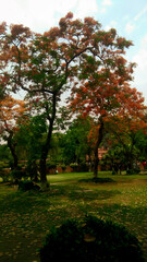 autumn in the park