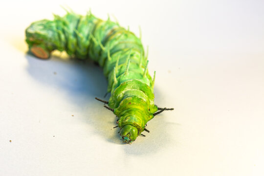 A large green caterpillar crawls on a white ground.