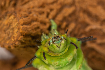 A large green worm crawls near the red flower.