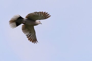 Primo piano di una tortora in volo nel cielo azzurro