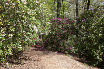Path through the flowering bushes