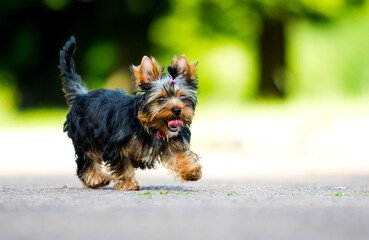 Yorkshire Terrier puppy runs fast outdoors