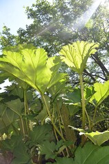 Mammutblatt - Riesenrhabarber - Gunnera manicata Linden ex Andre