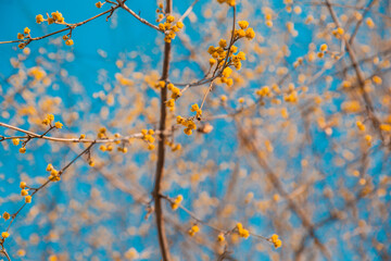 Yellow blossoms on the branches of a tree