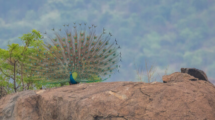 Close up of peacock showing its feathers. Beautiful peacock. male peacock displaying his tail...