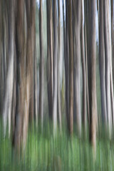Camera movement created this blured forest scene in a grove of trees at Yachats, Oregon.