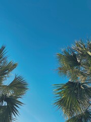 Fototapeta na wymiar against the background of the blue clear sky, green leaves of a palm tree are visible on the right and left, close-ups, in the summer on the beach near the ocean sea on vacation at the weekend relaxat