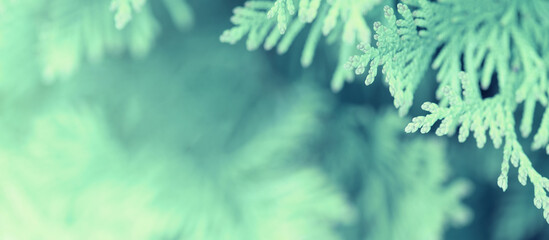 Banner with evergreen branches, green close up tuja - obrazy, fototapety, plakaty