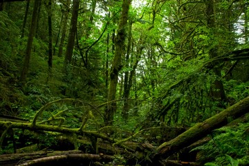 Fototapeta premium forest in the morning