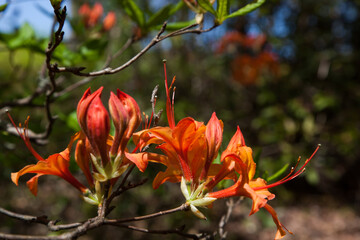 Orange Azalea in the sunshine