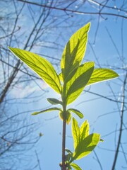green leaves on the blue sky