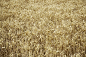 Wheat in a field