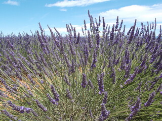 provence et lavande