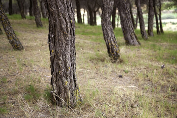 Lush forest with trees