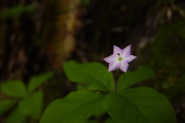 pink flower in the garden