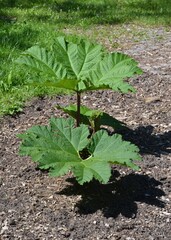 Mammutblatt - Riesenrhabarber - Gunnera manicata Linden ex Andre