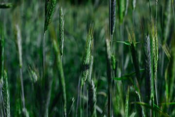 Obraz premium green grass in the wind