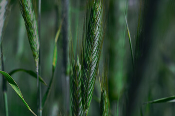 green grass background