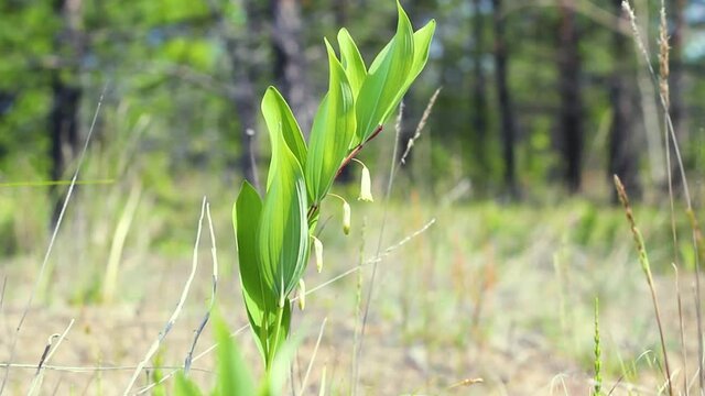 Plant with white flowers bells, Polygonatum or Solomon Seal, blooms in a coniferous forest in a sunny meadow, the use of wild organic herbs in traditional medicine