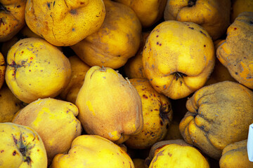 Yellow dusty quince fruits in the stock