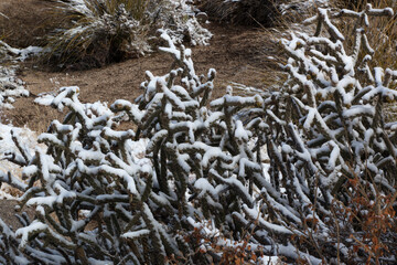 Cactus in the winter snow