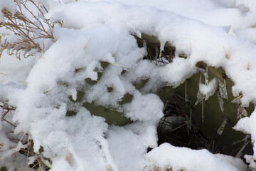 Prickly Pear Cactus covered with snow