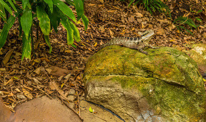 A Frilled Lizard waits attentively for an insect meal to pass by in Brisbane, Queensland