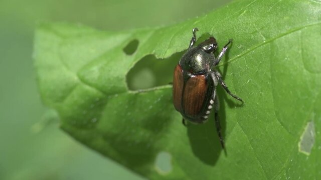 Japanese Beetle on leaf