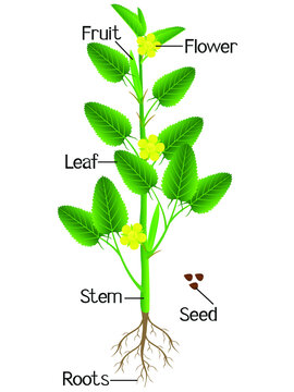 Parts Of Jute Plant On A White Background.
