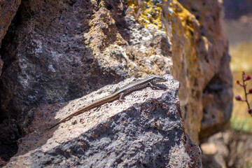 Fototapeta na wymiar Lizard in Pico do Fogo crater, Cape Verde