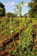 Fototapeta na wymiar plowing with plants producing okra