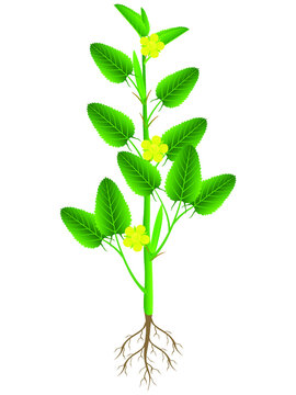 Jute Plant With Roots Isolated On White Background.