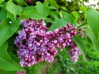 Lilac flowers on a branch. Lilac blooms. Green Tree with flowers. There are green leaves in the background. Spring flowers. Plant. Map. Background. Texture. Copy the place for text. Lilac